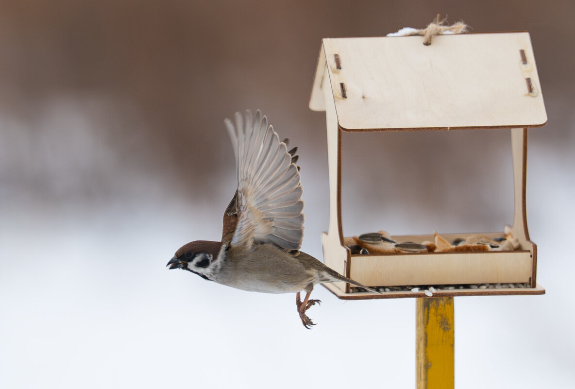 2 - Сергей Флетчер