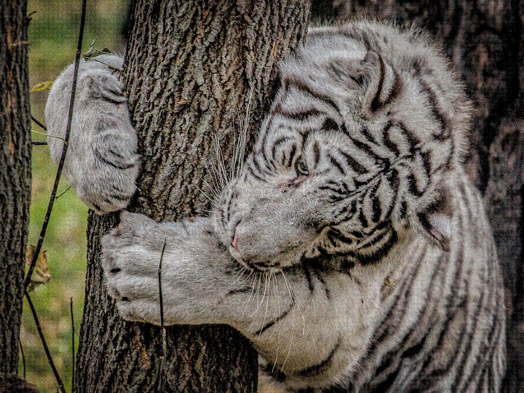клён ты мой опавший.... - Аркадий Лаптенко