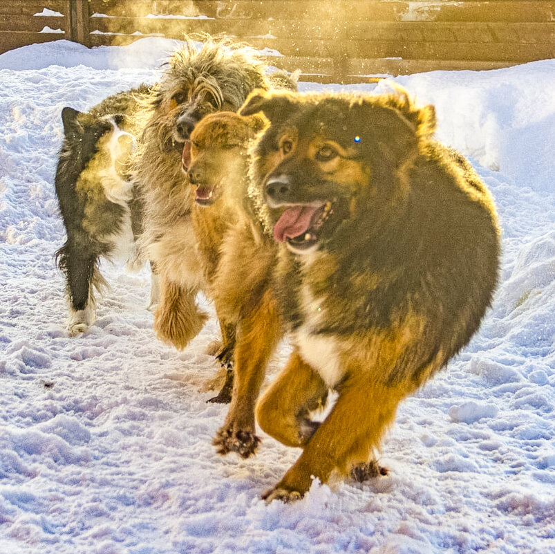 Догонялки - Андрей C