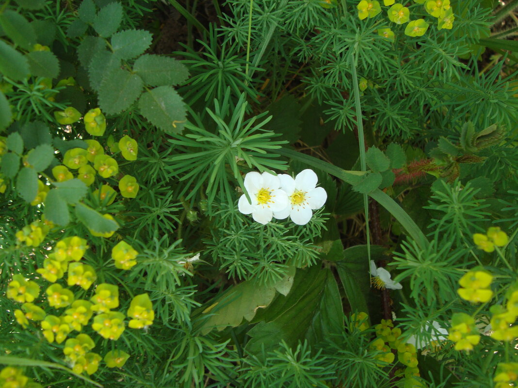 придет лето и всё будет хорошо! - Галина Флора