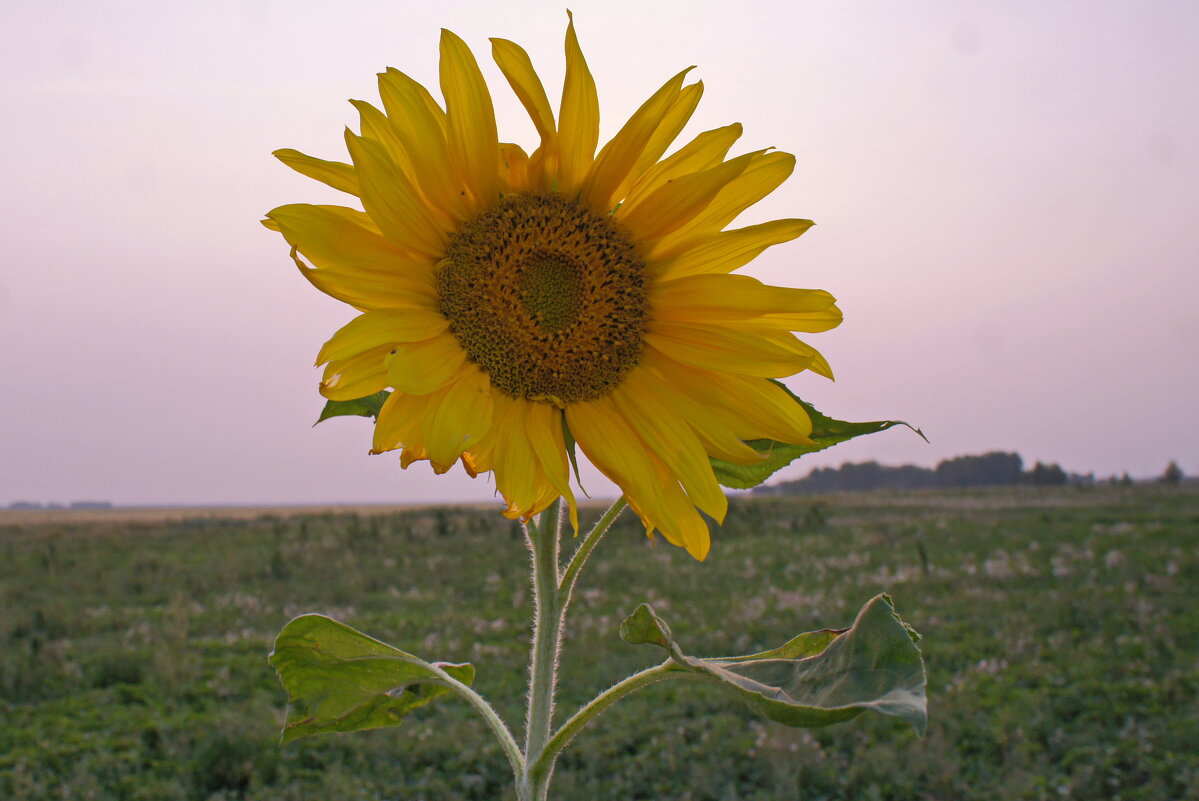 Подсолнух. - сергей ермошкин