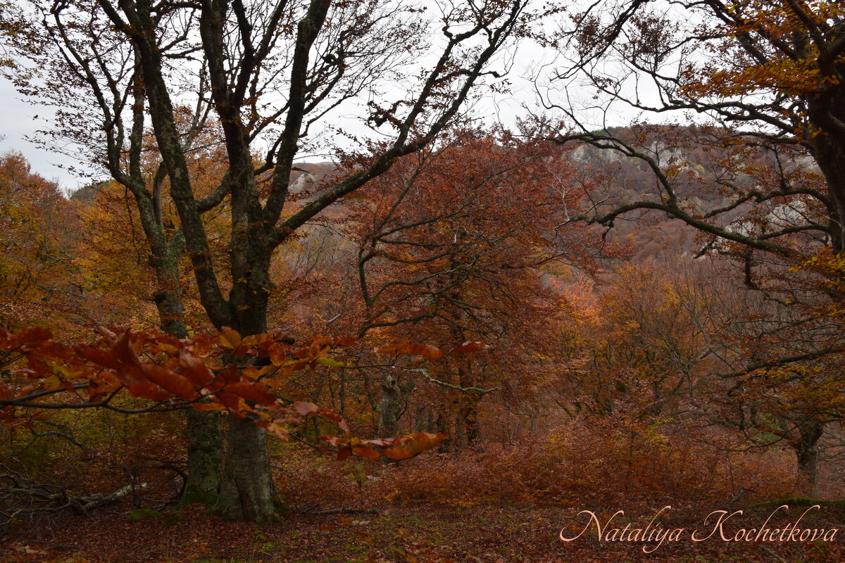 Природа Крыма - Amazing Cosmea