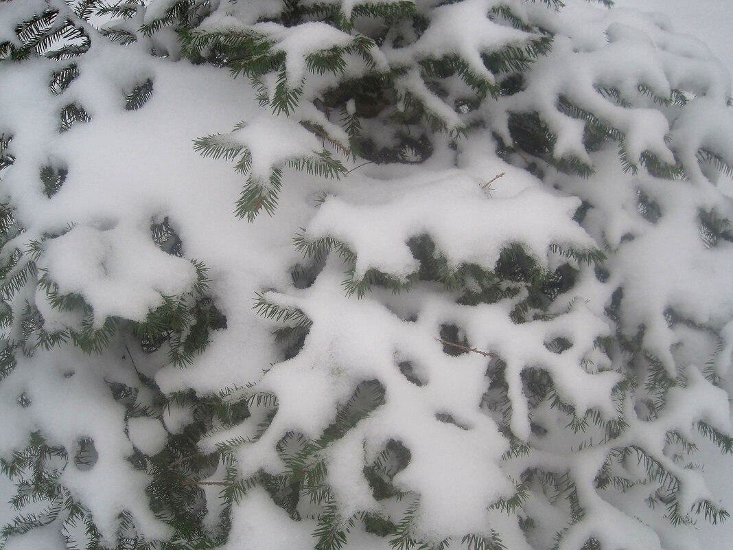 Снежной зимой - Елена Семигина