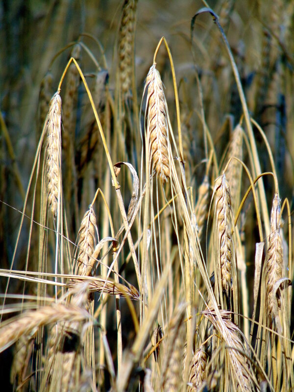 Колосья. - nadyasilyuk Вознюк