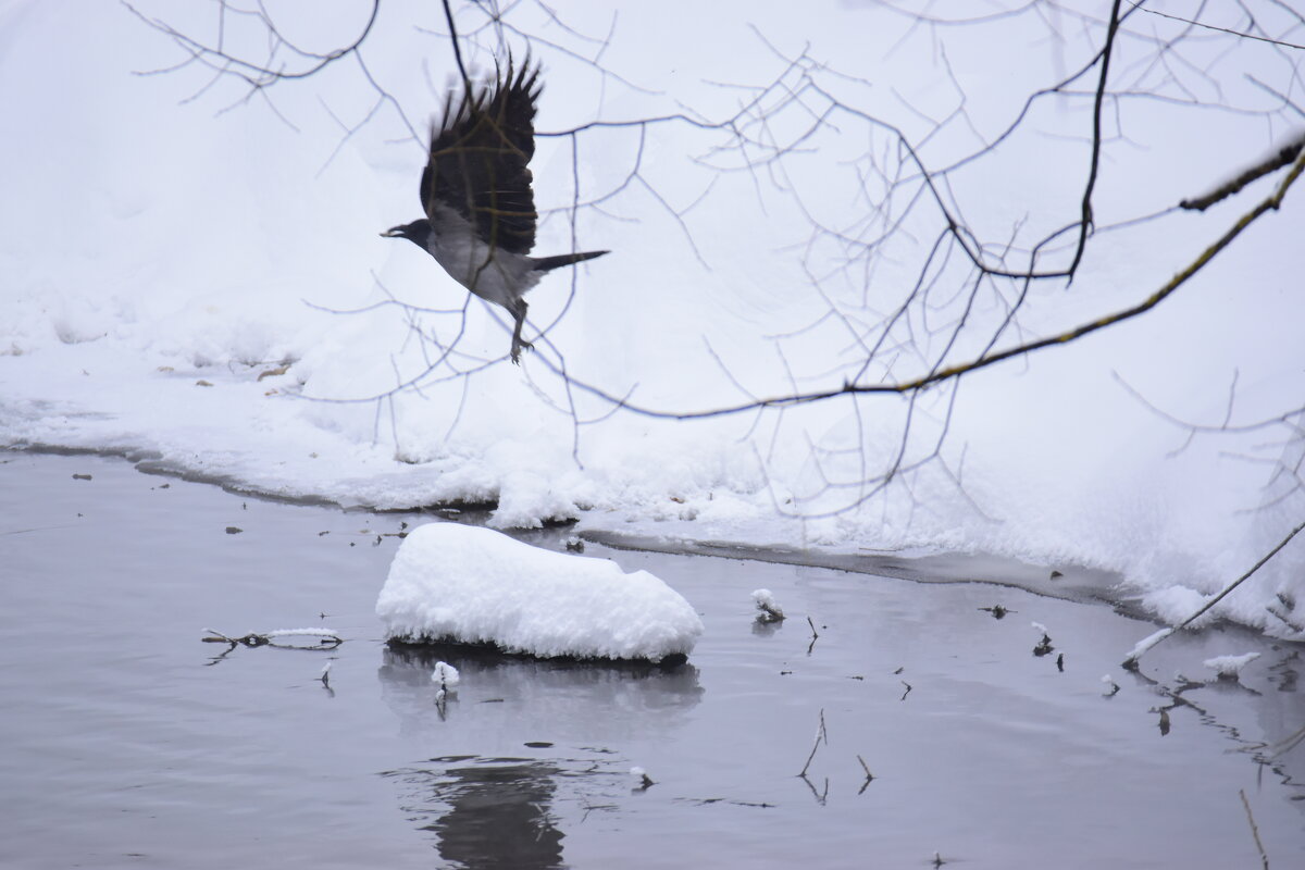 В полёте. - Наталья Вязигина
