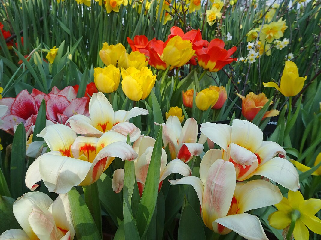 Мечты о Весне - Лидия Бусурина