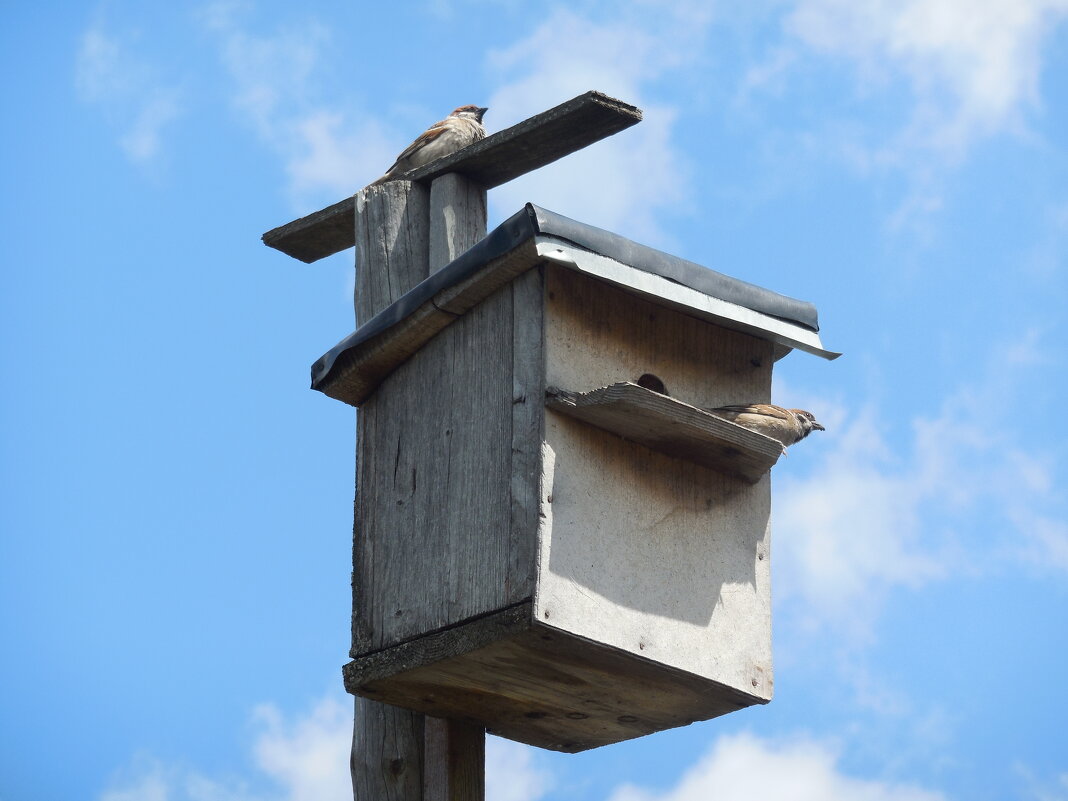 Воробьиная семейка - Надежда 
