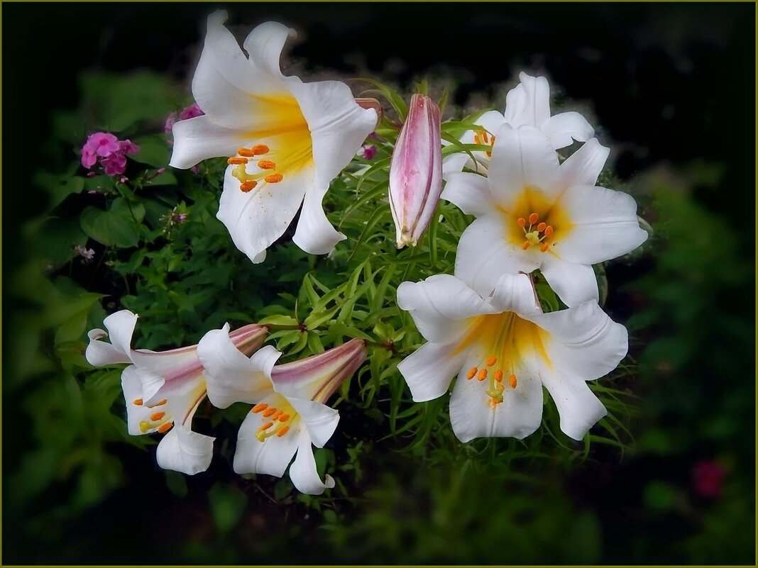 Лилия царственная ... - Валентина Надсон