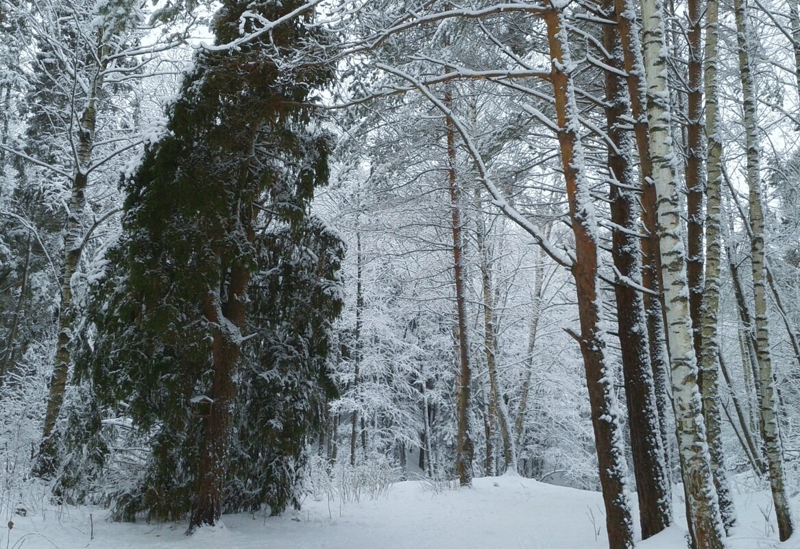 природа - Владимир 