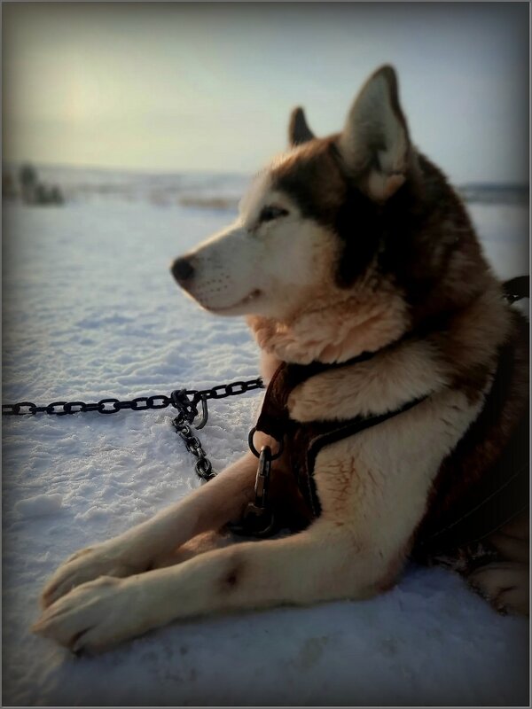 Хаски - Валентина Надсон