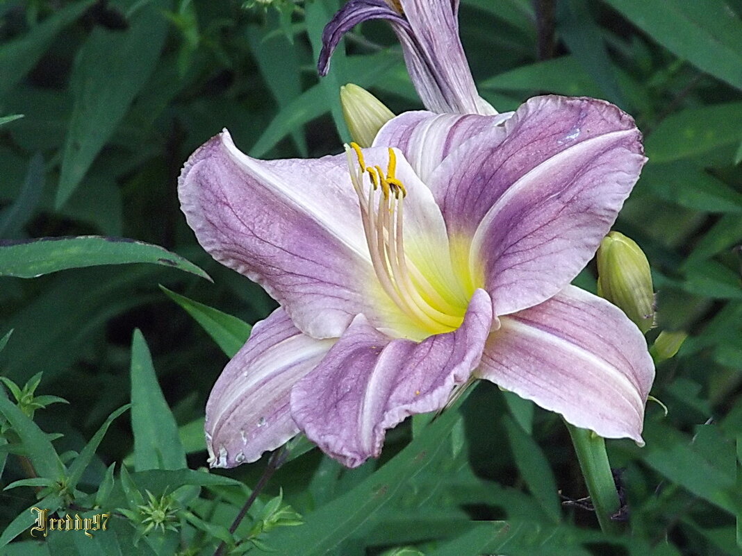 Лилейник - Freddy 97