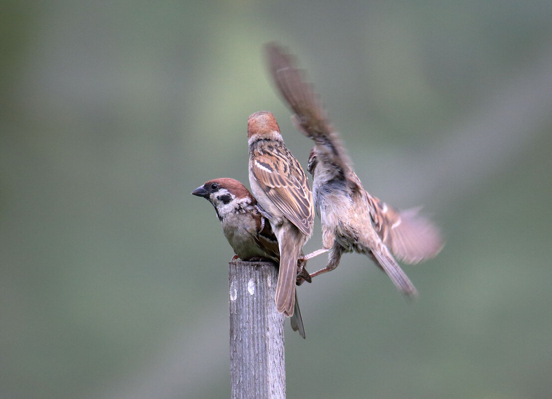 3-ий лишний... - владимир 