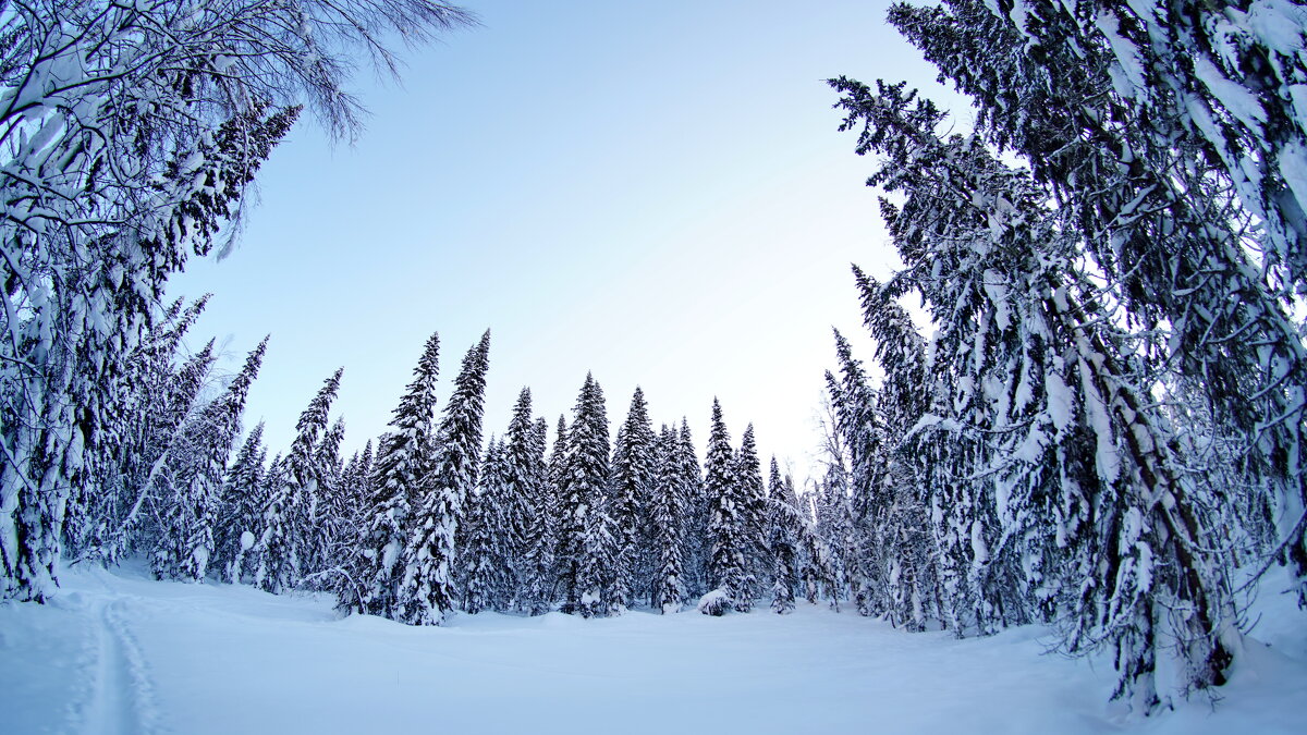 Поляна - Павел Трунцев
