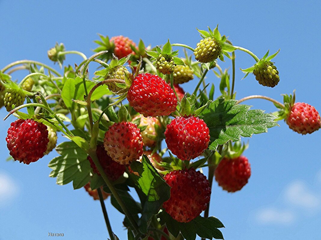 Лесная земляника - Наталья ***