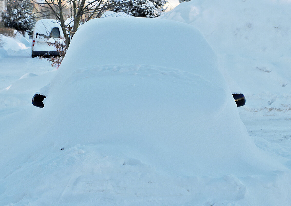 Ушастый сугроб - Светлана 