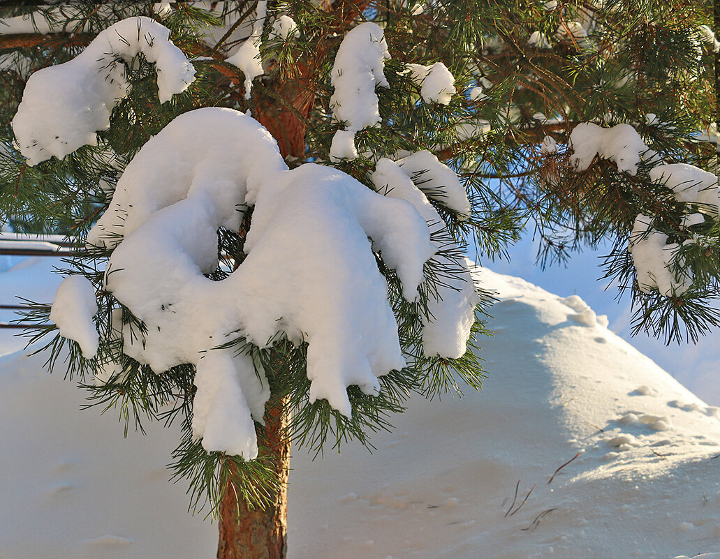 Снежный февраль - Светлана 