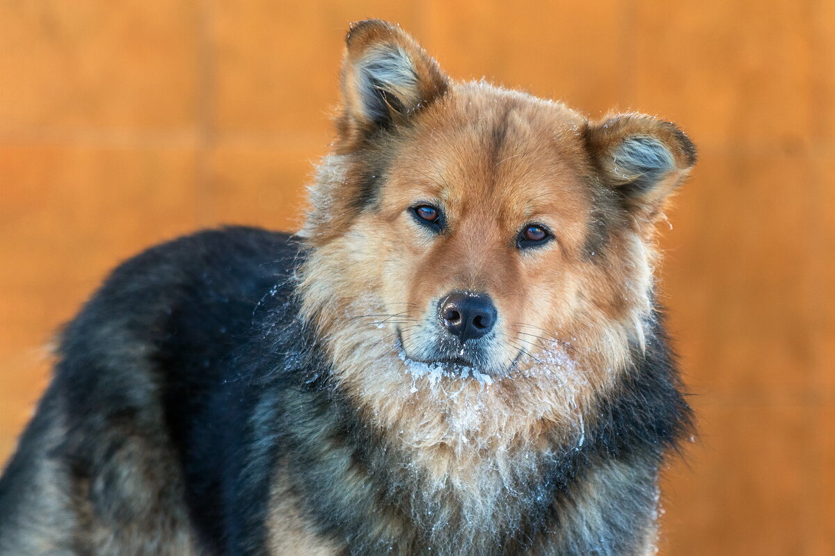 Пёс. - Анатолий. Chesnavik.