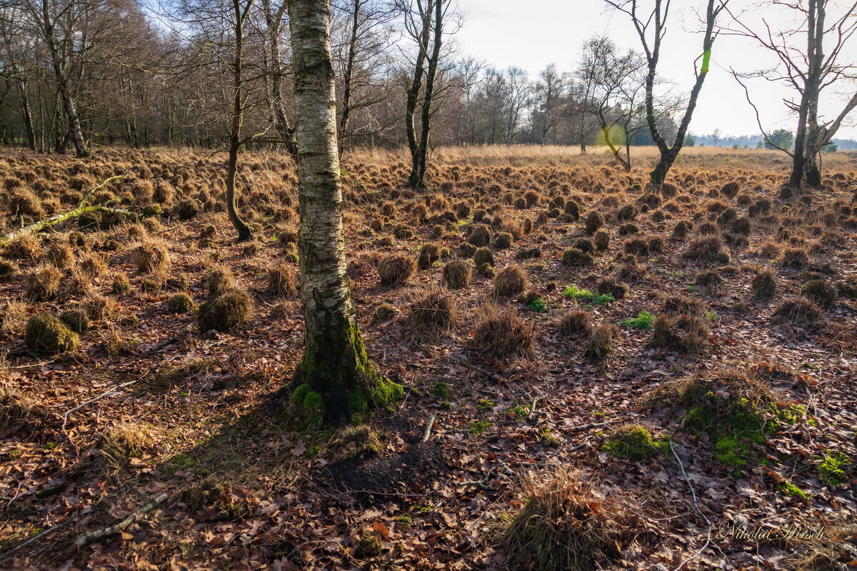 По кочкам... - Николай Гирш