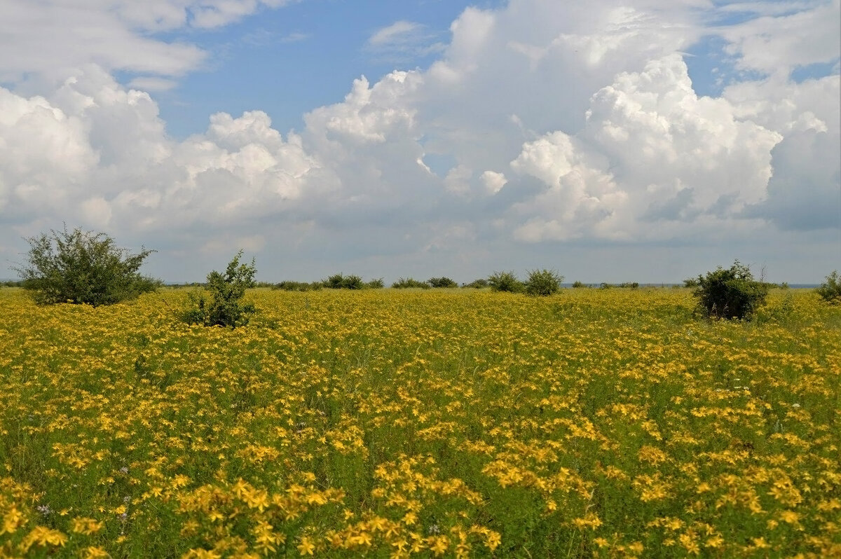 Цветёт зверобой... - Надежда Куркина 