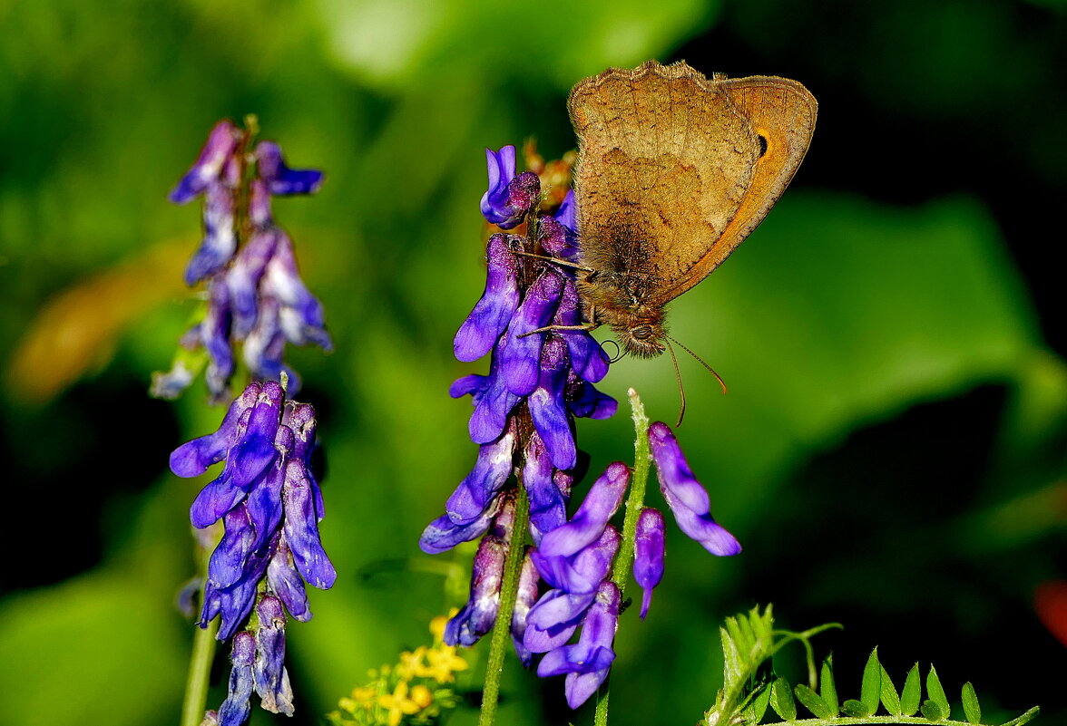 опять про бабочек...404 - Александр Прокудин