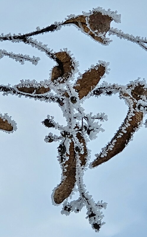 Иней Калининграда - Михаил Свиденцов
