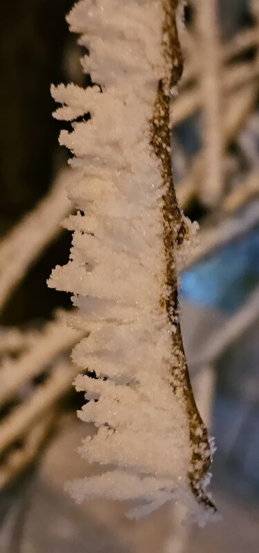 Иней Калининграда - Михаил Свиденцов