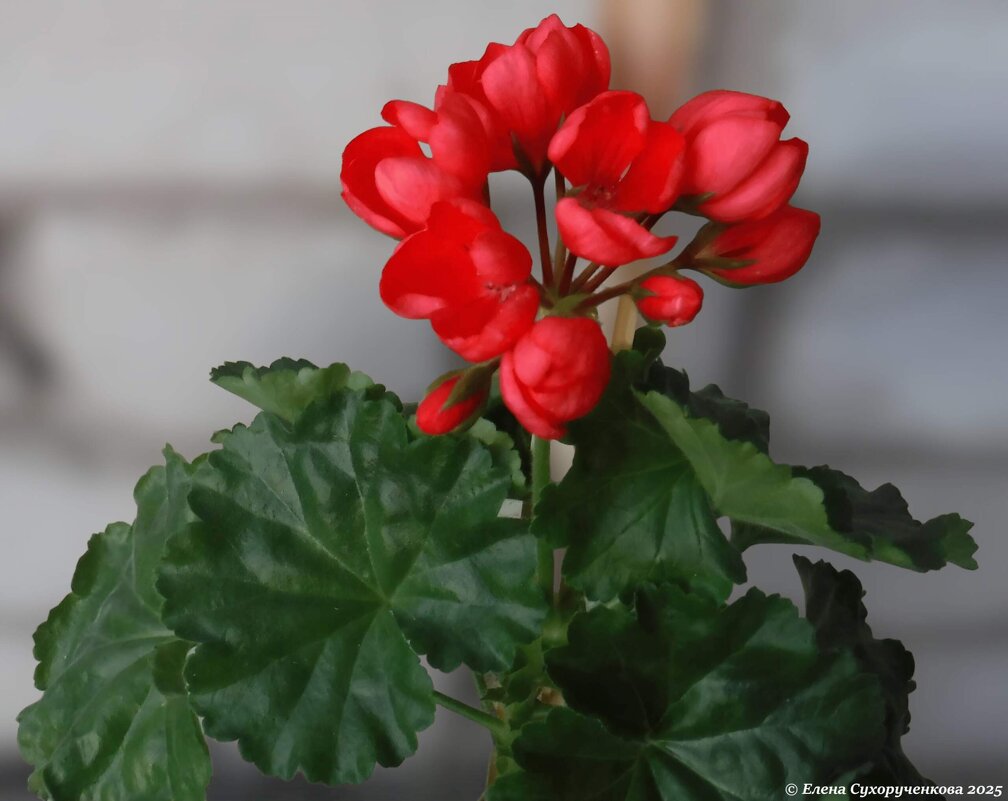 Пеларгония тюльпановидная - Елена Сухорученкова