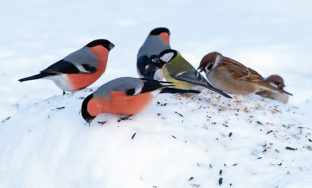 Куча-мала. - Владимир Безбородов