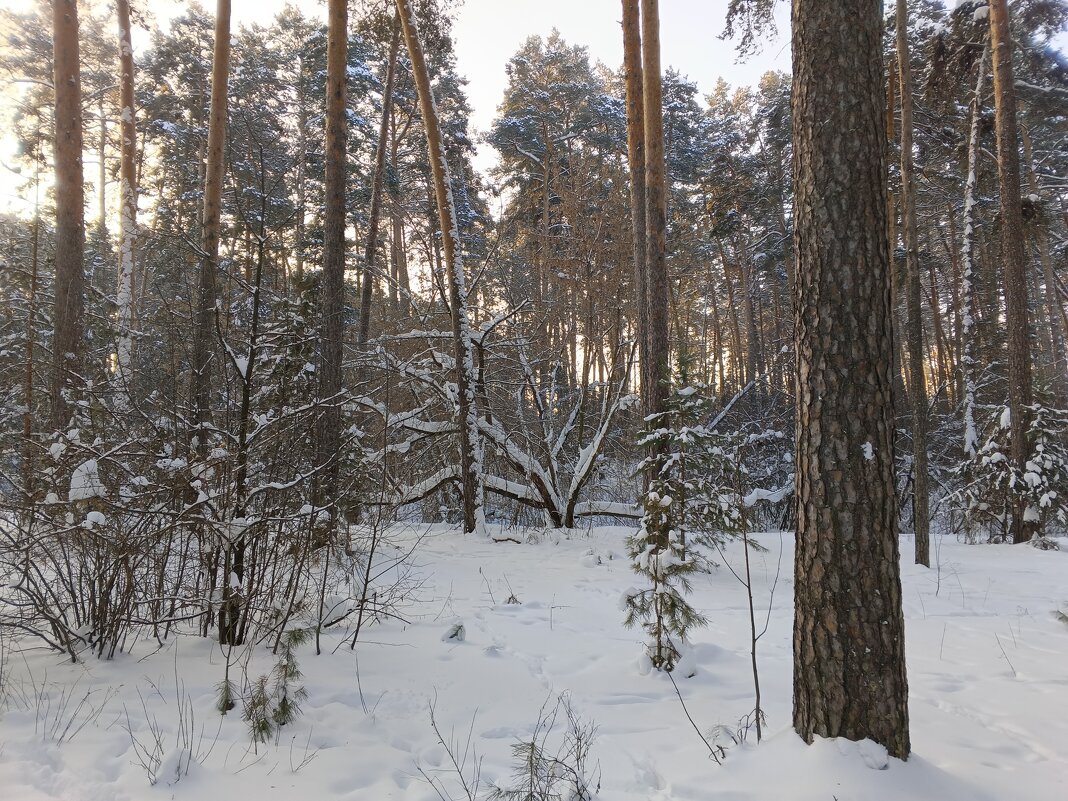 Зимним утром - Любовь Сахарова