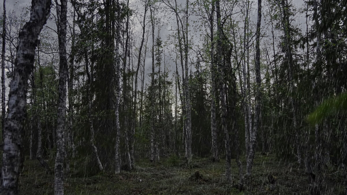 Дождь в тайге - Aleksey Afonin