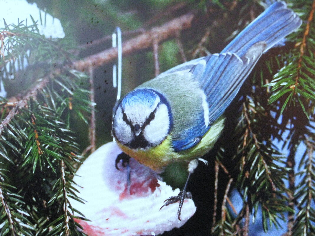 Хорошо, когда есть сало - Людмила Смородинская