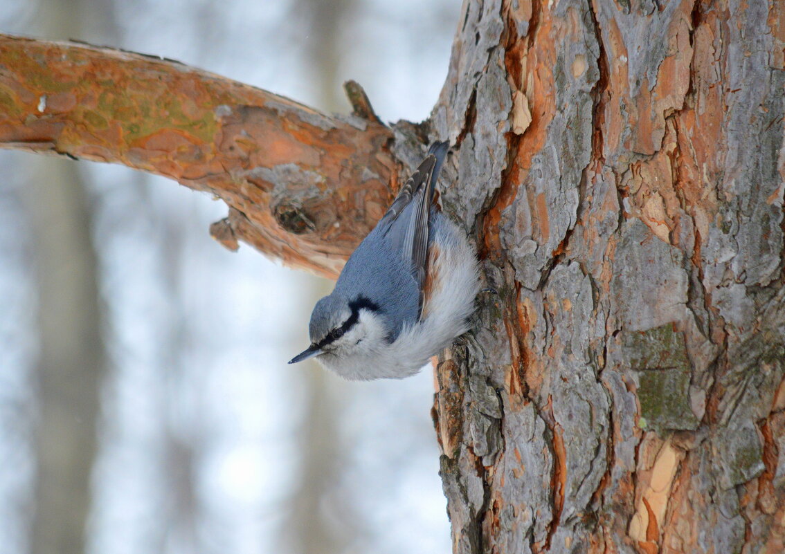 Вверх хвостом, вниз головой - Татьяна Лютаева