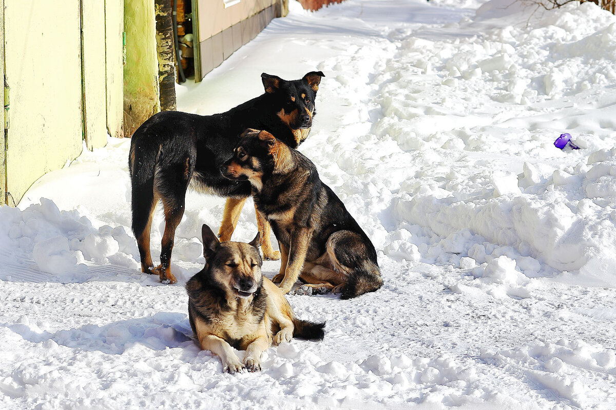 Три друга - Юрий Гайворонскiий