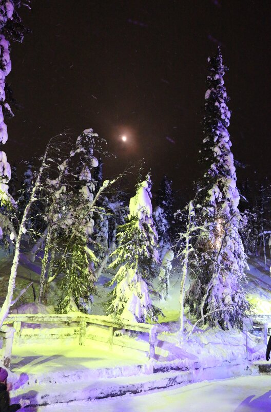 Ночь в Таинственном лесу - Ольга 