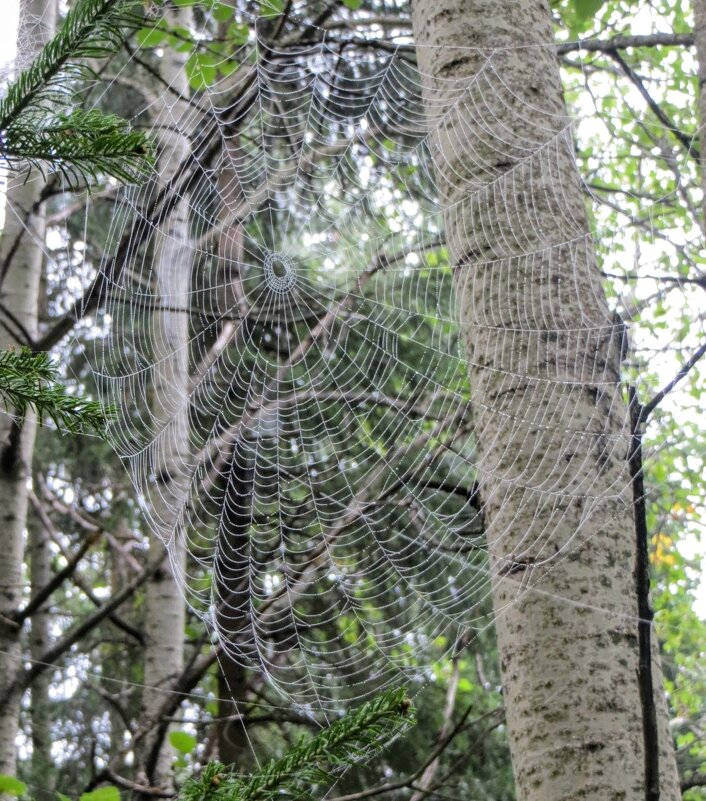 Паутинка - Лариса С.