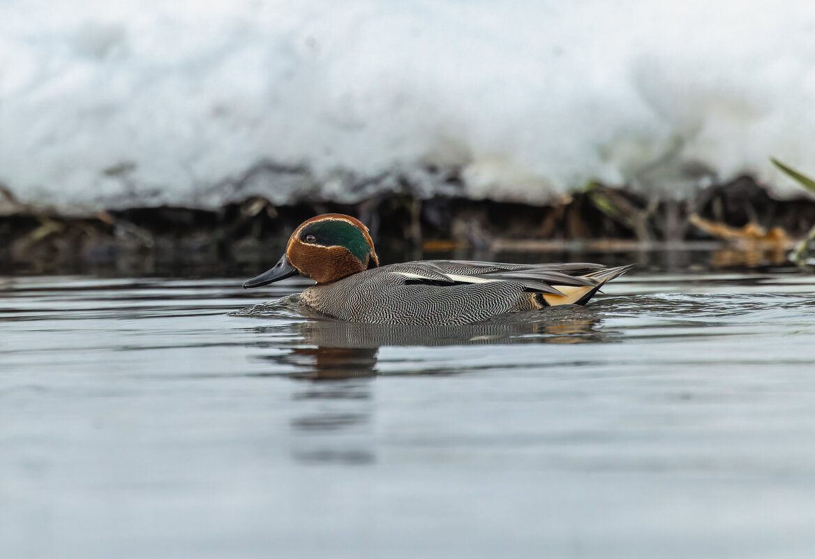 чирок свистунок - юрий макаров