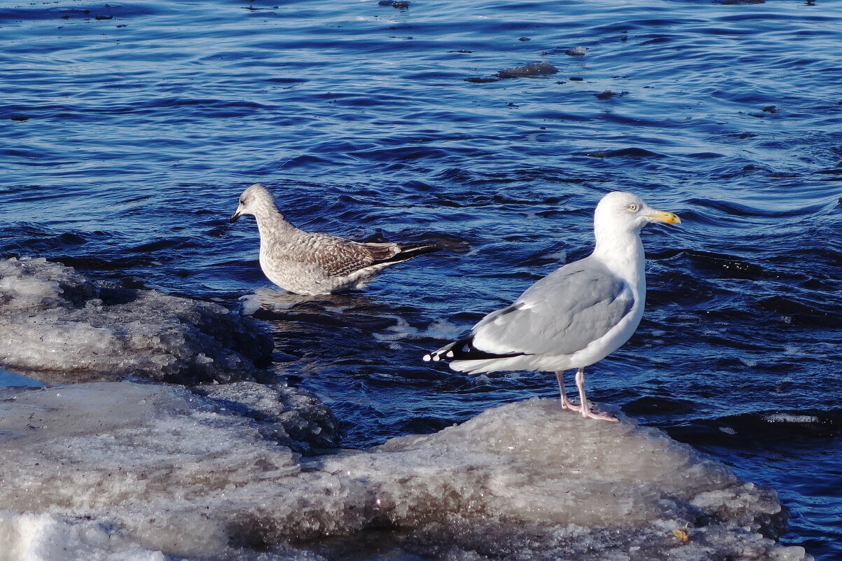Чайки на море - Рита Симонова