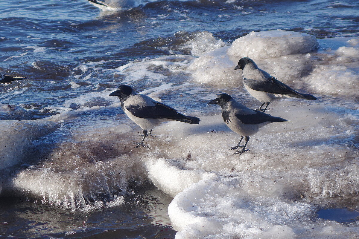 Вороны на море - Рита Симонова