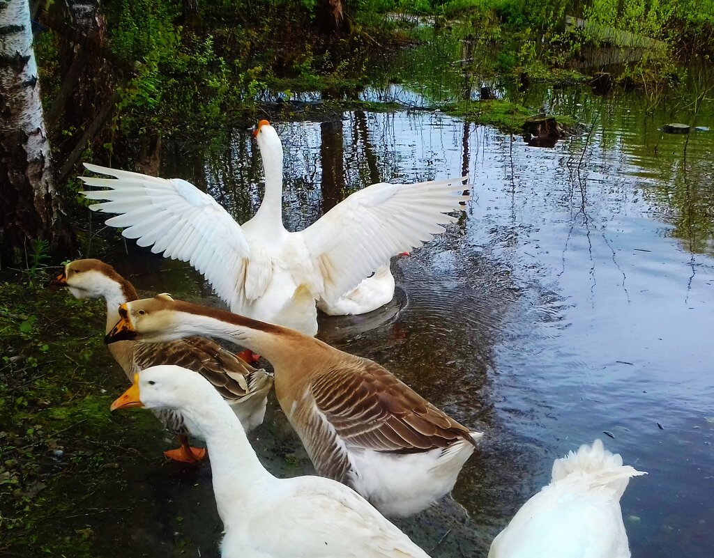 напугали гусей - Владимир 