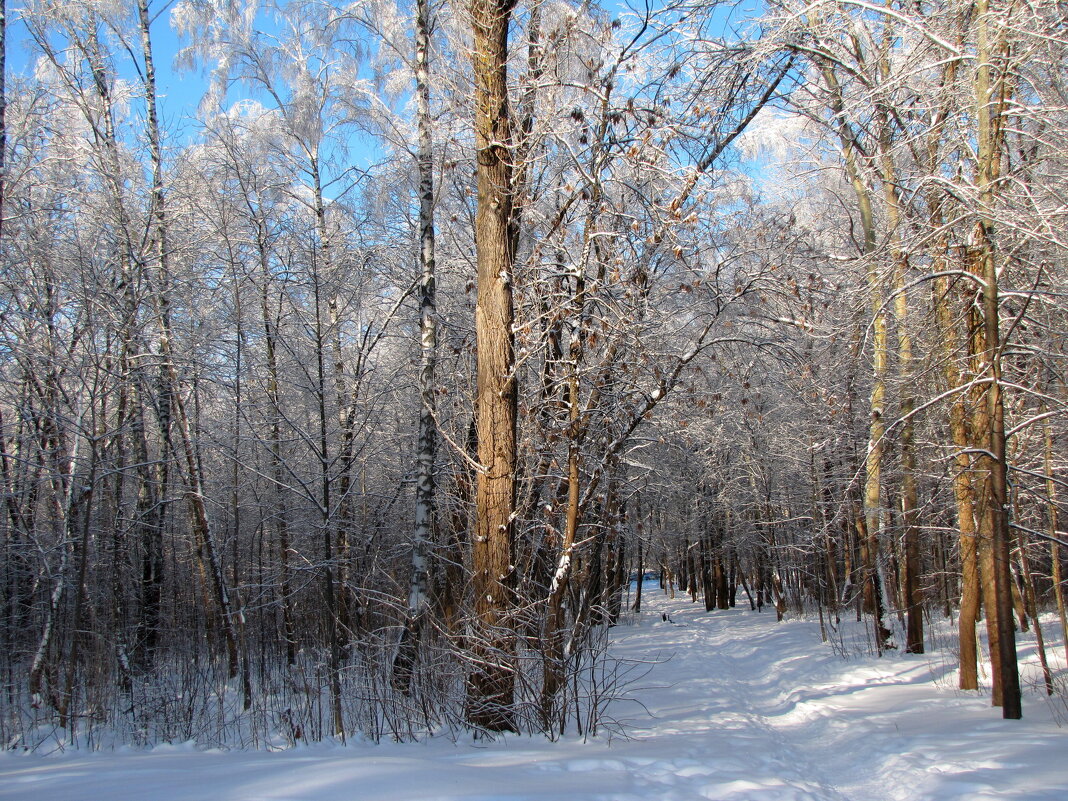 Зимний парк... - Татьяна Гнездилова