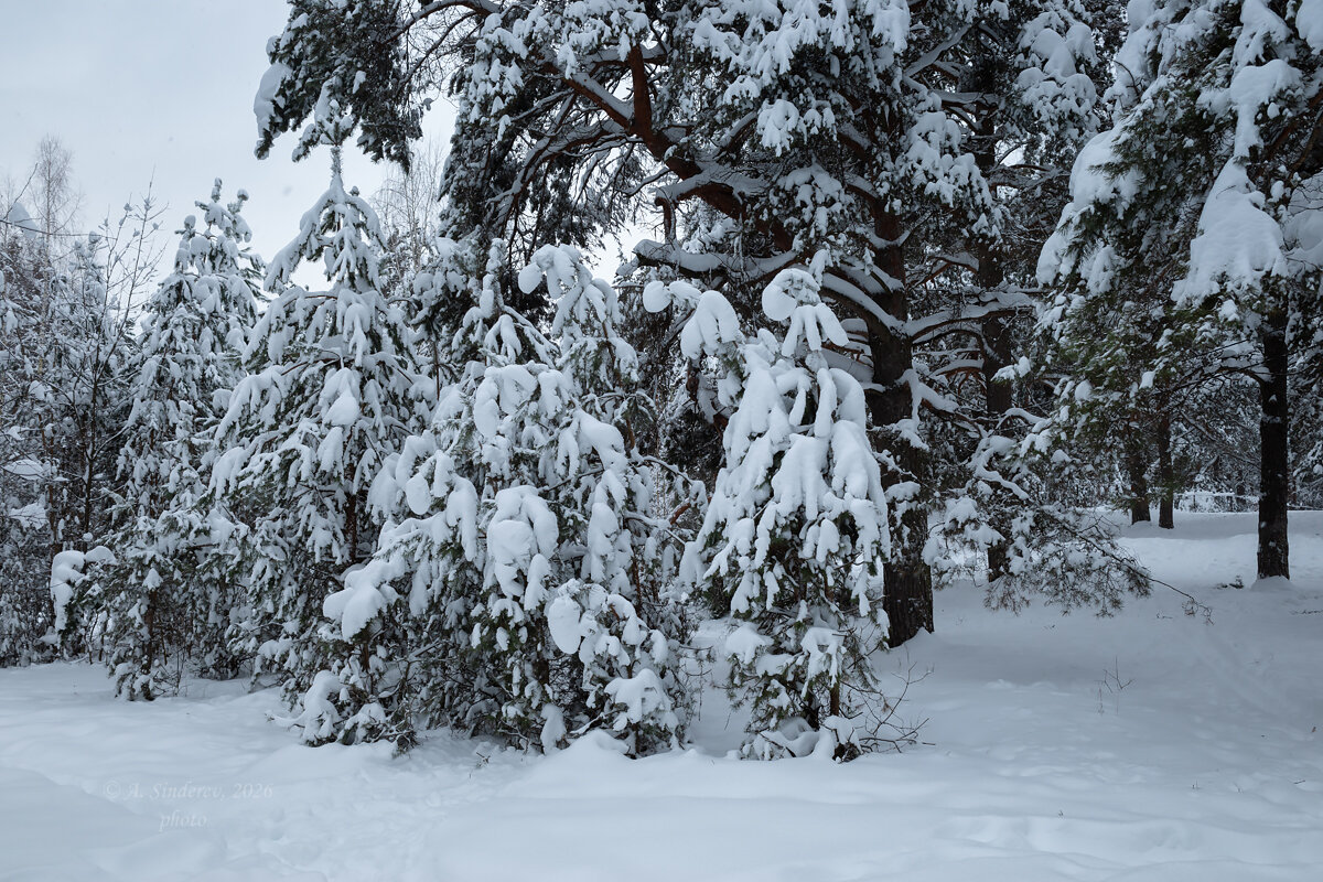 Снежные молодые сосны - Александр Синдерёв