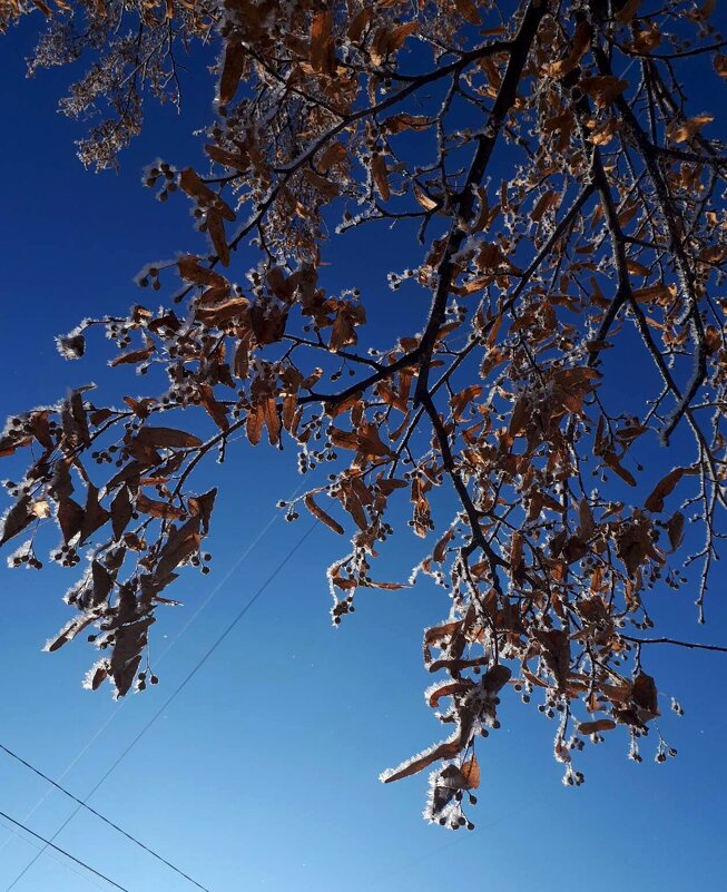 Морозная красота - светлана льдокова