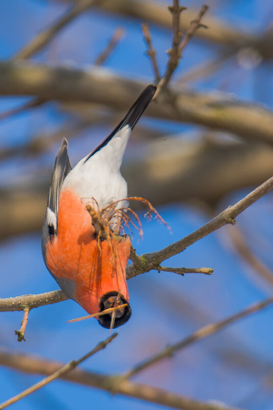 Дотянулся.... - Sergey (Apg)
