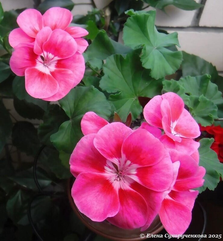 Пеларгония - Елена Сухорученкова