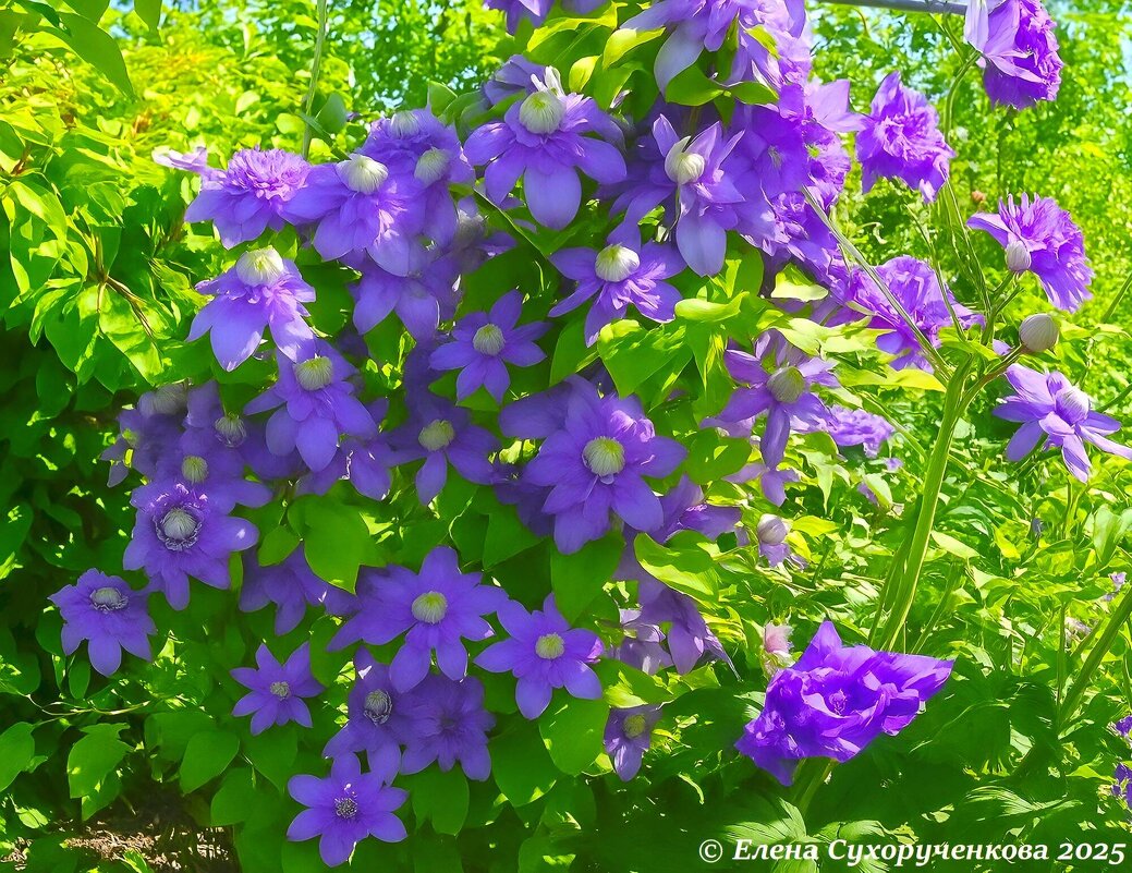 Клематисы - Елена Сухорученкова