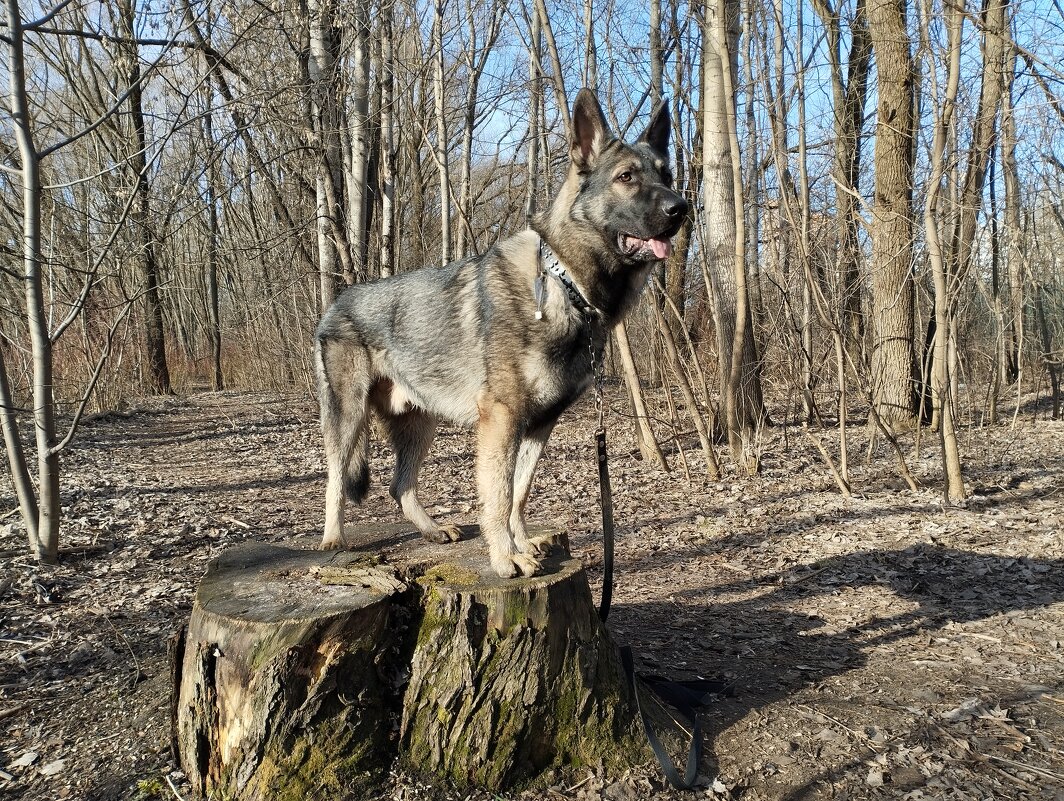Дневной дозор - Лидия Меркулова