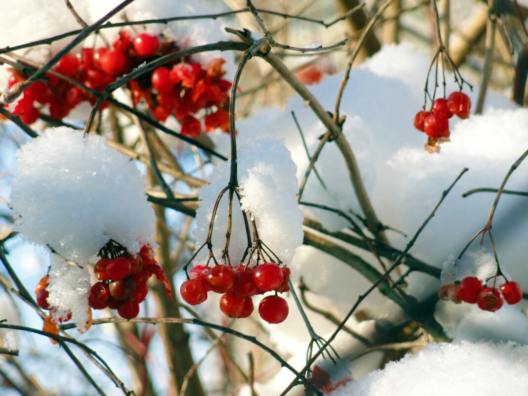 калина зимой - Ольга 