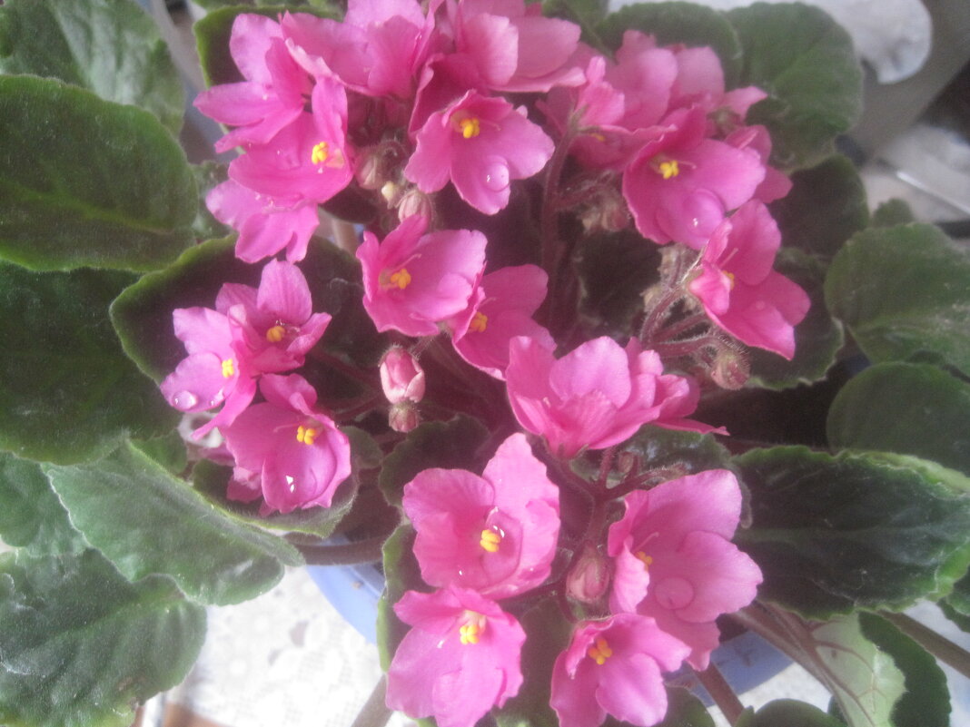 Фиалка весной - Елена Семигина