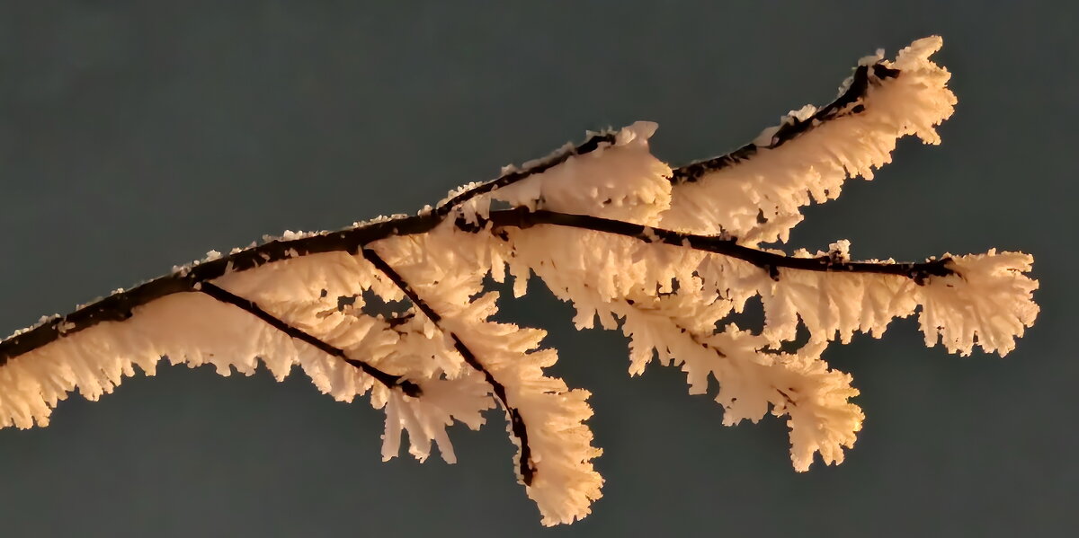 Иней Калининграда - Михаил Свиденцов