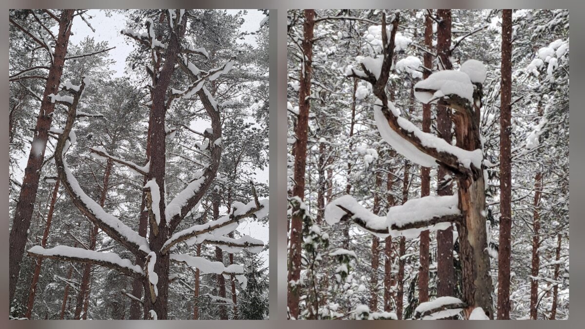 Дерижёр и муза. - Юрий 